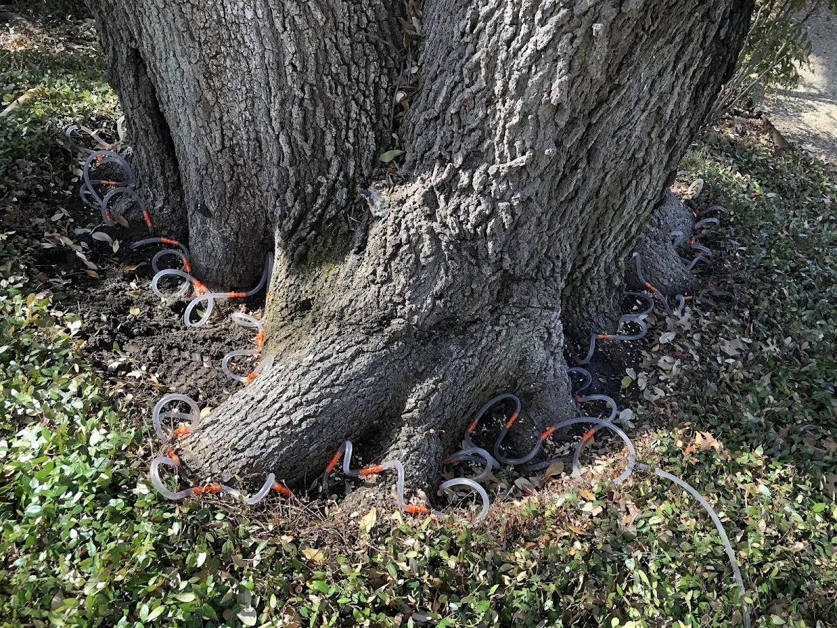 Detailed Tree Cabling and Bracing job site in Guadalupita