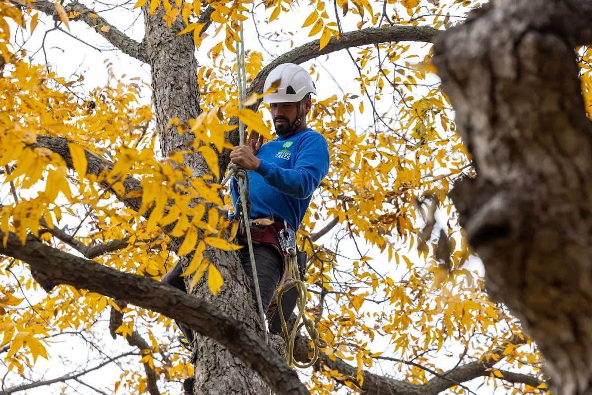Skilled Tree Transplanting crew working in Guadalupita