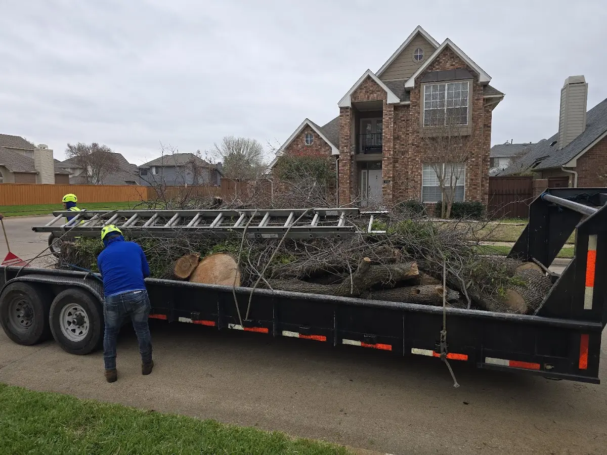 Expert Tree Removal with proper safety equipment in Guadalupita